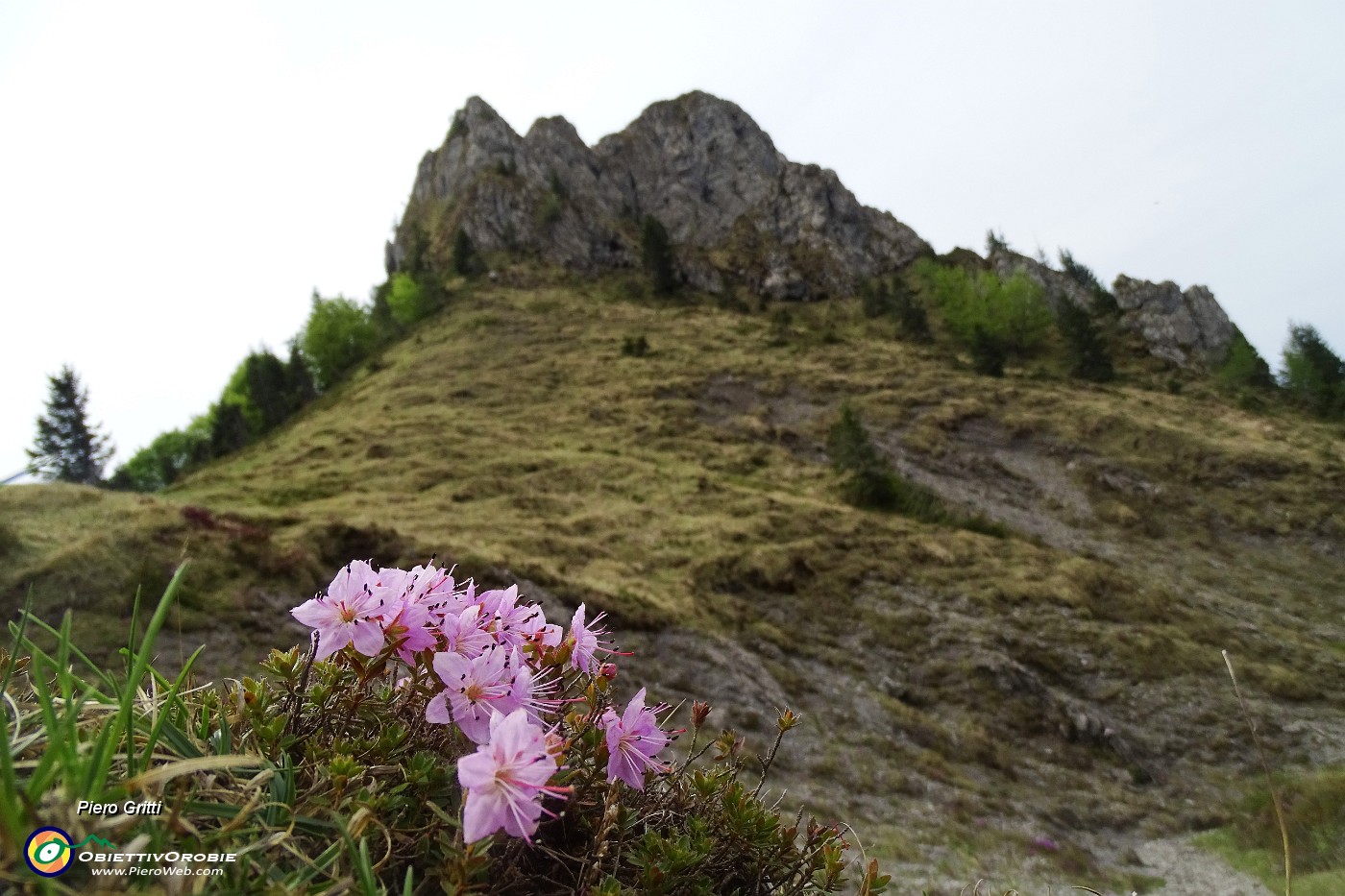 23 Rododendro cistino (Rhodothamnus chamaecistus) con Cornetto.JPG -                                